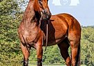 Quarter Horse - Horse for Sale in Hardinsburg, IN 40501