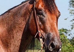 Quarter Horse (Quarter Horse, Gelding) in Hardinsburg, IN