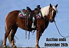 Haflinger - Horse for Sale in Millersburg, OH 40501