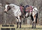 Appaloosa - Horse for Sale in Brodhead, KY 40501