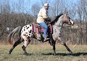 Appaloosa (Appaloosa, Gelding) in Brodhead, KY