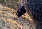 Saddlebred Mare for Sale in Ozark, Alabama Saddlebred Mare for Sale in Ozark, Alabama