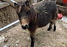 Miniature - Horse for Sale in Sauk Rapids, MN 56379