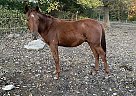 Paint Stallion for Sale in Chamois, Missouri Paint Stallion for Sale in Chamois, Missouri