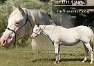 Pony of the Americas - Horse for Sale in Rattan, OK 74562