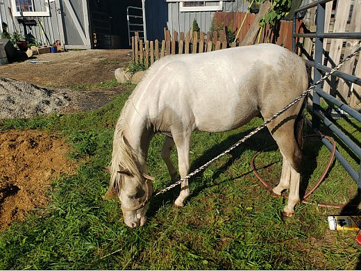 Pony Pinto Appolosa
