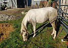Pony - Horse for Sale in Brimfield, MA 01010