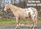 Appaloosa - Horse for Sale in Everett, PA 40501