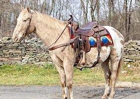 Appaloosa (Appaloosa, Gelding) in Everett, PA