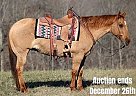 Quarter Horse - Horse for Sale in Brodhead, KY 40501