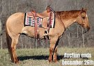 Quarter Horse - Horse for Sale in Brodhead, KY 40501 Quarter Horse - Horse for Sale in Brodhead, KY 40501