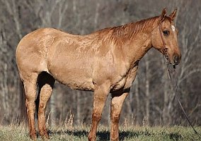 Quarter Horse (Quarter Horse, Gelding) in Brodhead, KY