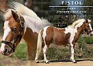 Pony - Horse for Sale in Antlers, OK 74523