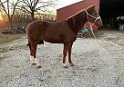 Quarter Horse Mare for Sale in Chamois, Missouri Quarter Horse Mare for Sale in Chamois, Missouri