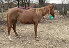 Quarter Horse Mare for Sale in Chamois, Missouri Quarter Horse Mare for Sale in Chamois, Missouri