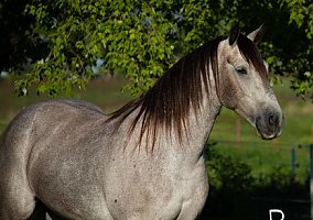 Ropes (Draft (Percheron, Belgian, Clydesdale, Shire), Gelding) in Mountain Grove, MO