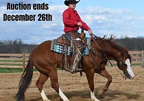 Show (Quarter Horse, Gelding) in Jackson, OH