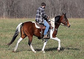 Smooth (Tennessee Walking, Mare) in Jamestown, KY