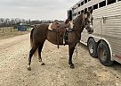 Quarter Horse Mare for Sale in Chamois, Missouri Frosty
