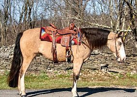 Tennessee Walking (Tennessee Walking, Mare) in Everett, PA