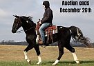 Tennessee Walking - Horse for Sale in Whitley City, KY 40501