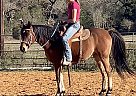 Sweet Riding Arabian Gelding! Caspian