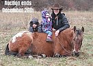 Appaloosa - Horse for Sale in North Judson, IN 40501