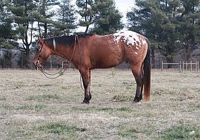 Appaloosa (Appaloosa, Gelding) in North Judson, IN