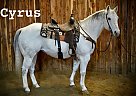 Cyrus - Gelding in valley springs, SD Cyrus - Gelding in valley springs, SD