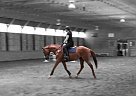 Juley Banana Gorgeous OTTB Mare Thoroughbred Mare
