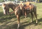 Twister - Stallion in Conroe, TX
