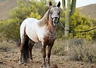 Miniature - Horse for Sale in New River, AZ 85087