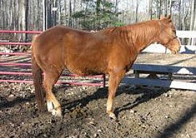 Appaloosa (Appaloosa, Stallion) in Hubbard Lake, MI