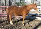 Appaloosa - Horse for Sale in Hubbard Lake, MI 