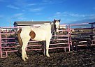 Paint - Horse for Sale in Penrose, CO 81240