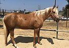 Paint - Horse for Sale in Beverly Hills, CA 90210