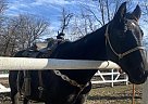 Paint - Horse for Sale in Bloomfield, MO 63825