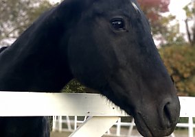 Paint (Paint, Mare) in Bloomfield, MO