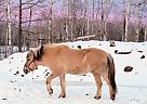 Fjord - Horse for Sale in Sebeka, MN 56477 Fjord - Horse for Sale in Sebeka, MN 56477