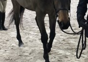 Fancy (Warmblood, Gelding) in Lebanon, IN