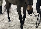 Dutch Warmblood - Horse for Sale in Lebanon, IN 46033