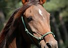 Arabian - Horse for Sale in Birmingham, AL Arabian - Horse for Sale in Birmingham, AL