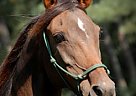 Arabian - Horse for Sale in Birmingham, AL 