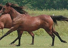 Arabian (Arabian, Mare) in Birmingham, AL