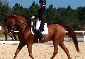 Hanoverian (Hanoverian, Gelding) in Sarasota, FL