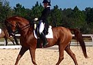 Hanoverian - Horse for Sale in Sarasota, FL 34241