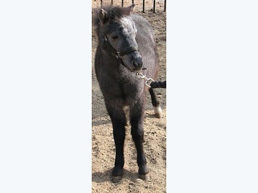 Georgeous Miniature Horse Colt