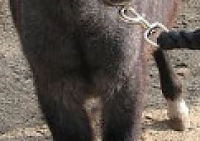 Miniature Horse (Miniature Horse, Stallion) in Norco, CA