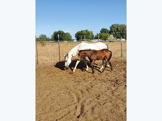 Gray Mare For Sale