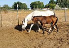 Half Arabian - Horse for Sale in Rigby, ID 83442